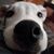 Daren Donahue's profile image