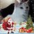 Marcia Dascal Costanzo's profile image