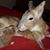 Carol Moran Lenon's profile image