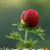 He FarmersFarmer Nursery's profile image