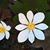 Joan Root Ericksen's profile image