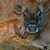 Lorrie Powalski's profile image