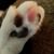 Michael Cristofolini's profile image