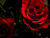 sara b.'s profile image