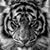 Lisa Wright Campbell's profile image