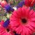 Jean Miller's profile image