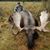 Doug Miceli's profile image