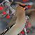 Carole Glover Sloan's profile image