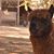Noah Chipley's profile image
