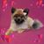 Anita Johnson's profile image
