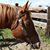 Joetta Moore Weidenbach's profile image