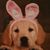 Karen Gallivan's profile image