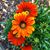 Nancy Garriott's profile image