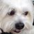 Lisa Elish Appleman's profile image