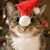 Colleen Crorey Kelley's profile image