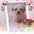 Nancy Cook Shutes's profile image