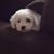 Delanie Hess Collings's profile image