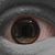 Josh Dudgeon's profile image