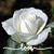 Anitra Jones's profile image