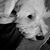 Tori Birchfield Williams's profile image