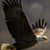 Randy Wallon's profile image