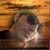 Ataberk Dinç's profile image