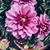 Norma Hult's profile image