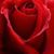 Lisa Spesert's profile image