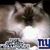 Anne Berndtson's profile image