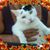 Michelle Bower Trusler's profile image