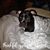 Beckie Dickie's profile image
