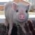 Penney Carter Luebbering's profile image