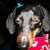 Travis Lee Choate's profile image