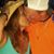 Corrie Scott's profile image