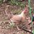 Tracie Ringgold Taylor's profile image