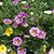 Lori Boesen's profile image