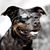 Patricia Gysi Hengartner's profile image
