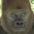 Dennis Schroeder's profile image