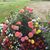 Patty Kalisz Campbell's profile image