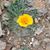 Carol Glazier's profile image
