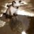 Cherrlyn Donahue's profile image