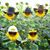 Sharon Roberts Boger's profile image