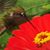 Edith Lecher's profile image