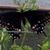 Cheri Lerew's profile image