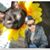 Teko Pi's profile image