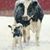 Nancy VanHorn's profile image