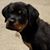 Kim Shibley's profile image