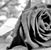 Kelly Prados's profile image