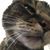 Victoria Crissman's profile image
