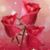 Yanira Alvarez's profile image